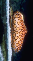 flamingo tongue snail