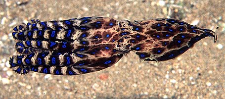 Hapalochlaena maculosa