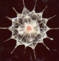 acantharea, a protist